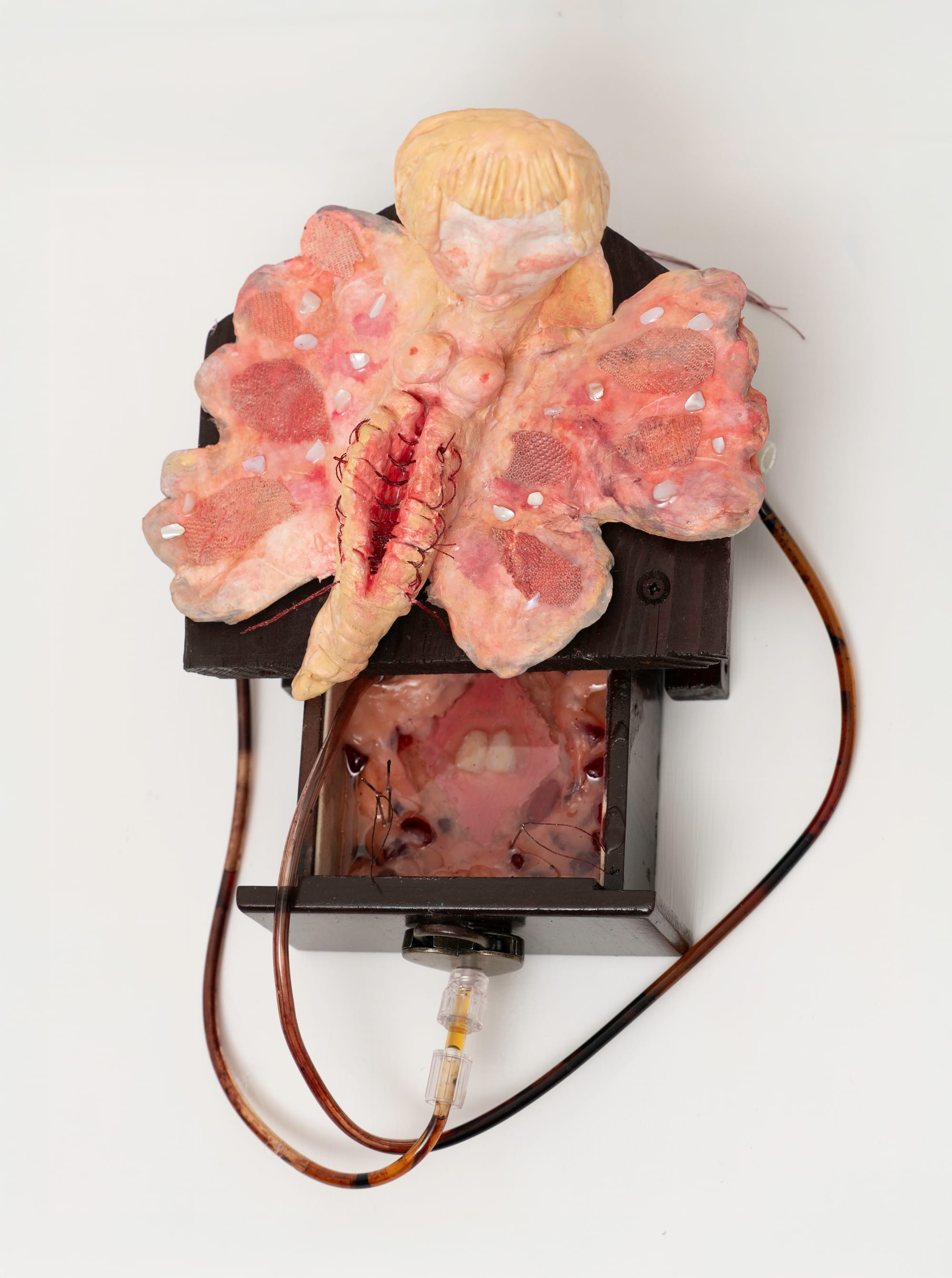 Ailyn lee, depicts a wall sculpture with what looks like A human headed butterfly cut open surgically, wall sculpture