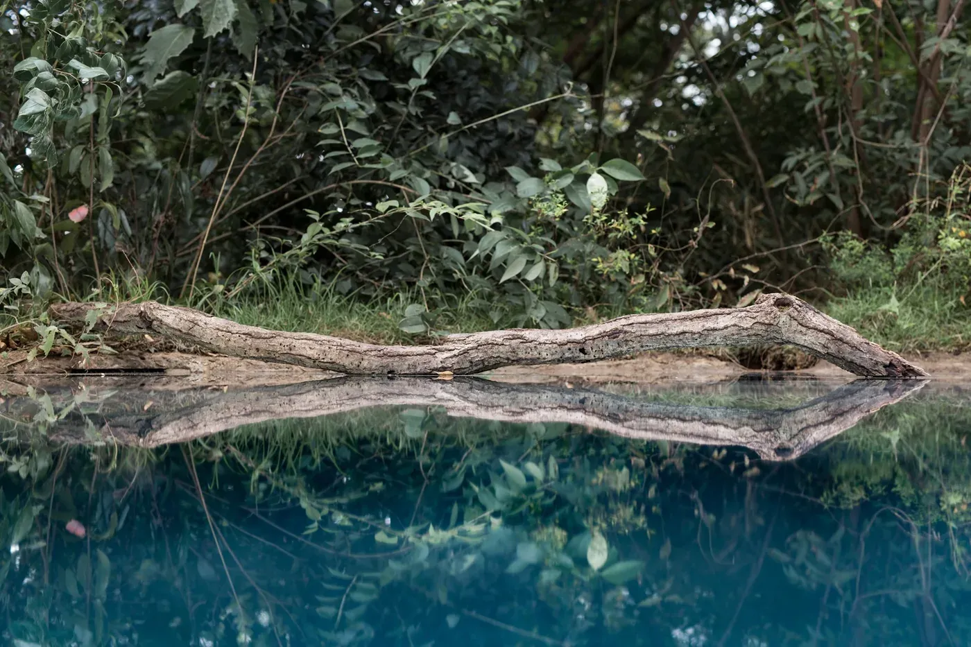 Tree trunk reflected in a mirror-like water surface in 目 [mé]’s installation Elemental Detection, Former Saitama Prefectural Folklore Museum, Saitama Triennale 