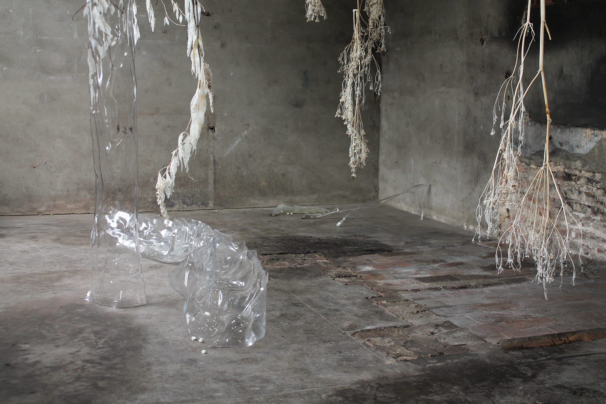 Luca Vanello installation Libidinous drip makes home on lignin veins, transparent sculptural forms and suspended plant elements interacting with humidity in industrial space