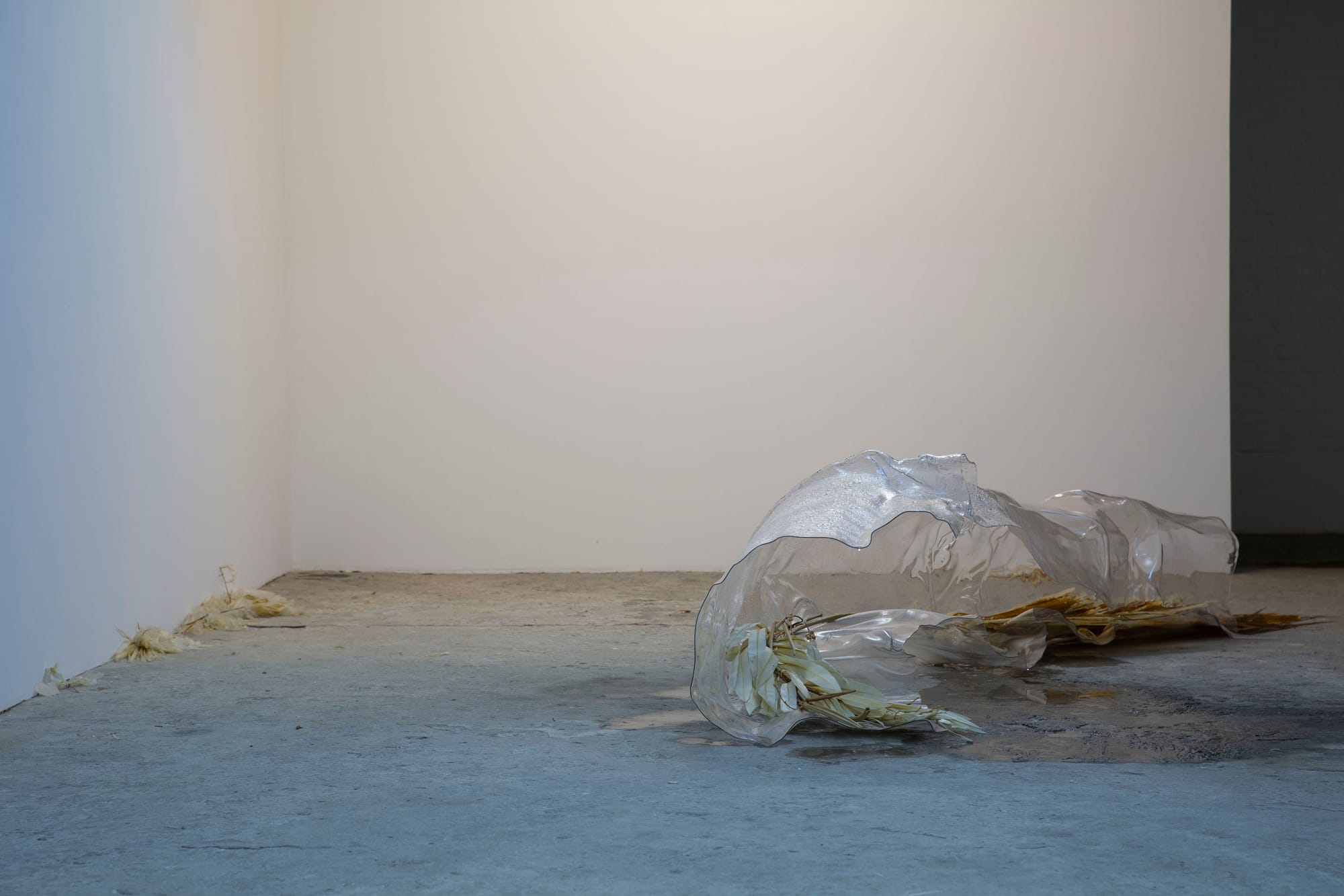 Luca Vanello installation Laying on a pillow, two black eyes, sparse sculptural elements of processed plants and translucent forms arranged on gallery floor with subtle light intervention