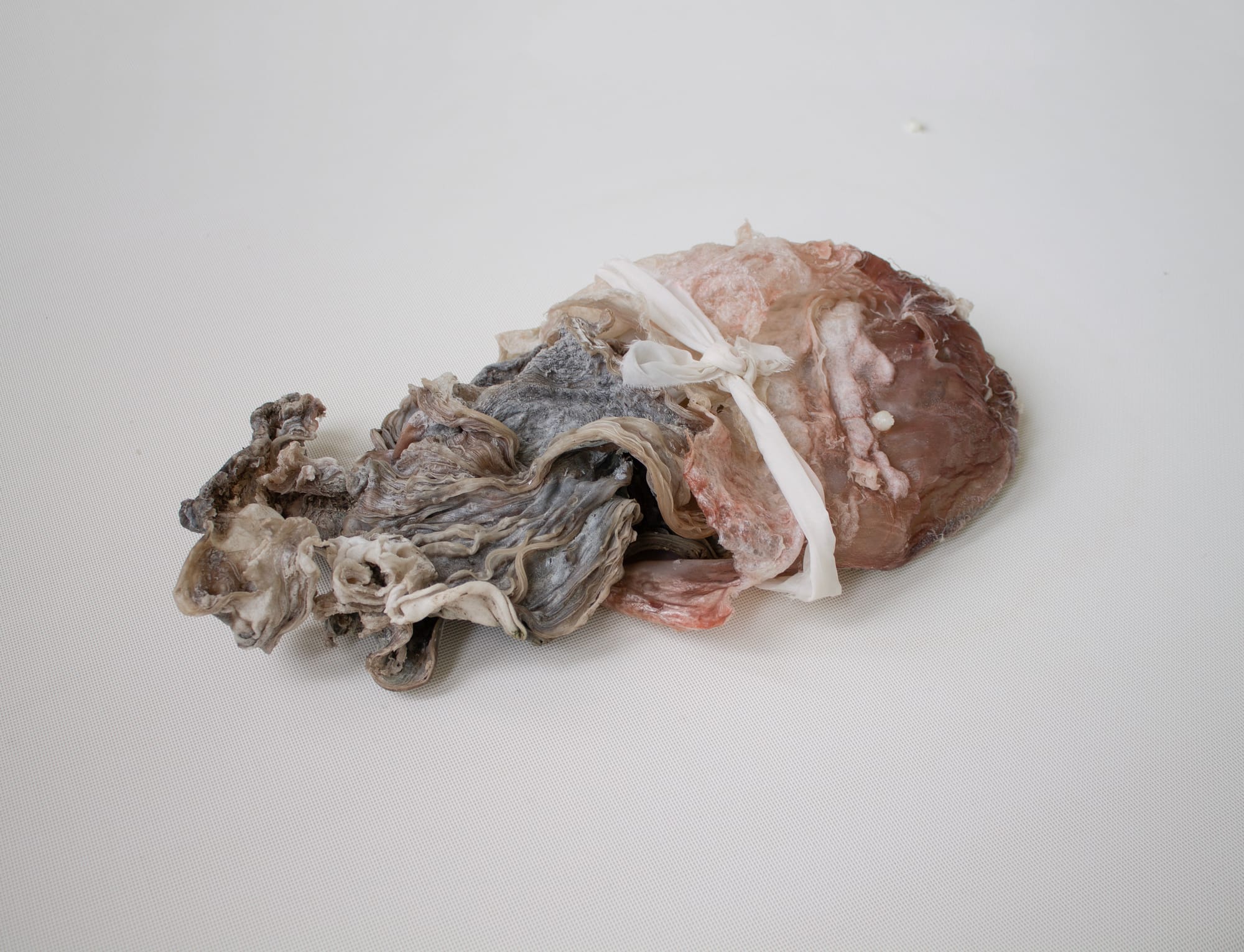 Luca Vanello hydrophilic sculptural form made from marine-derived material, organic surface texture evolving through humidity and environmental conditions