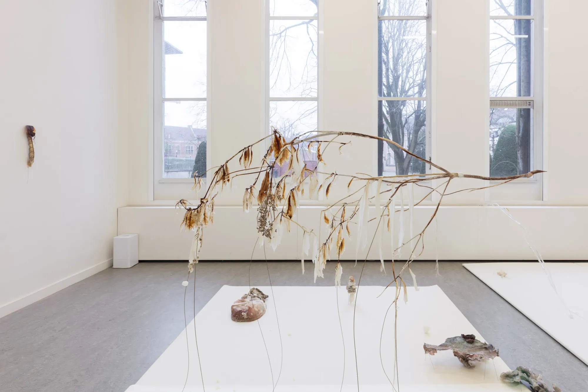 Luca Vanello installation detail at Z33 Hasselt featuring dechlorophyll-treated plant structure suspended above white panel with organic and synthetic material elements