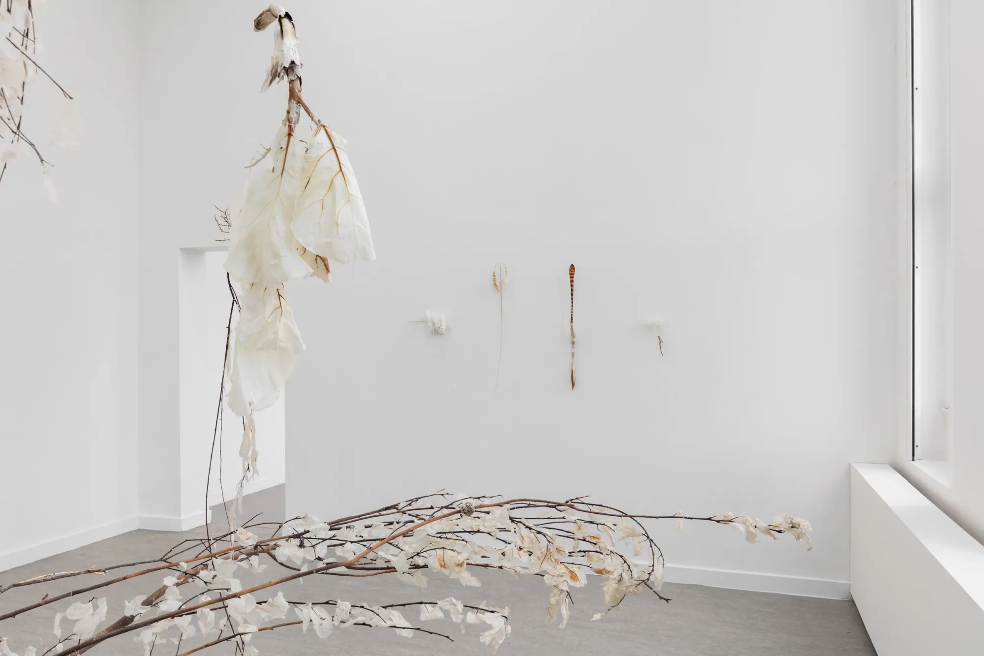 Luca Vanello installation view at Z33 Hasselt with hanging dechlorophyll-treated plant structures, wall-mounted elements and organic branches