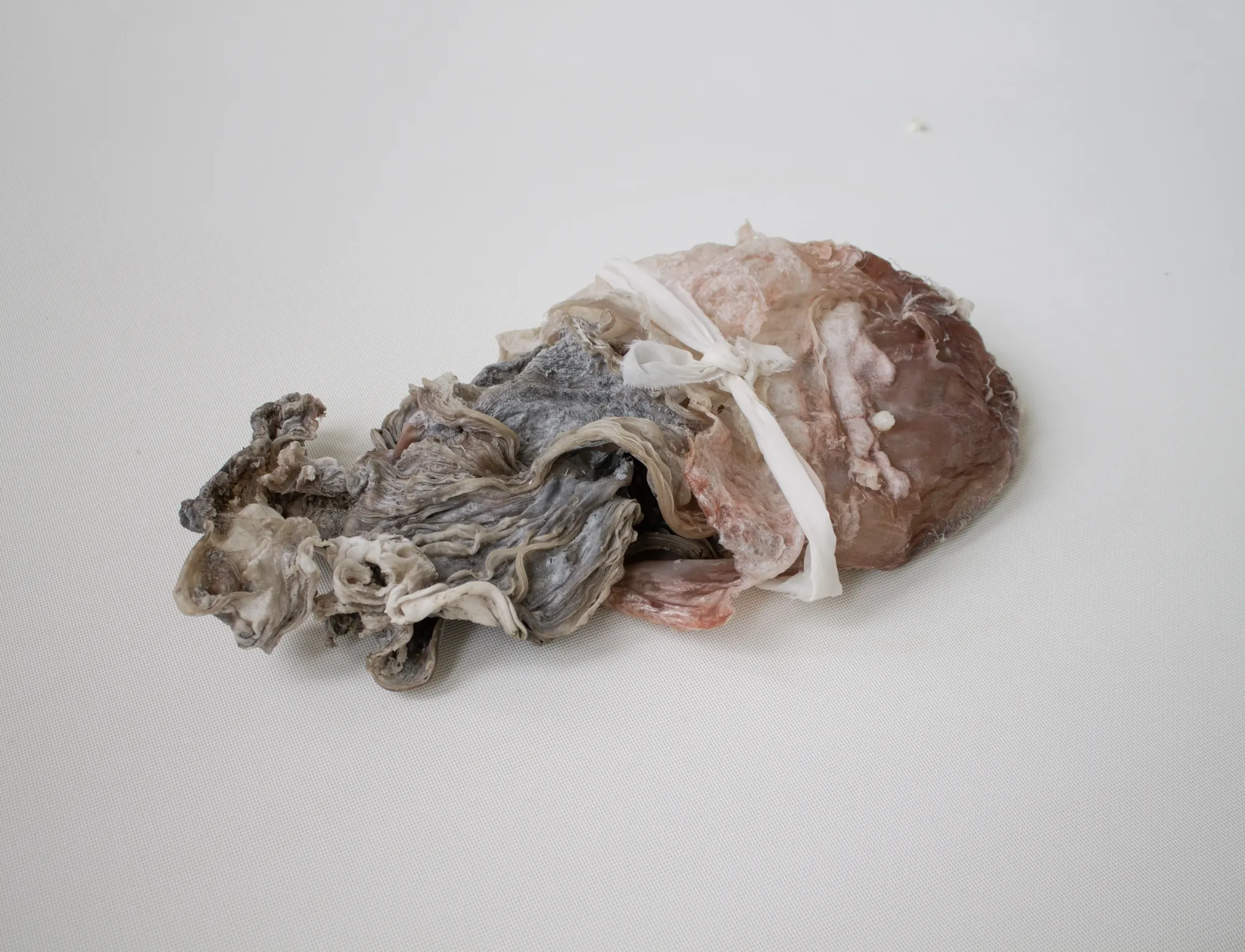 Luca Vanello detail of organic and marine-derived form combined with synthetic binding material, installation at Z33 Hasselt